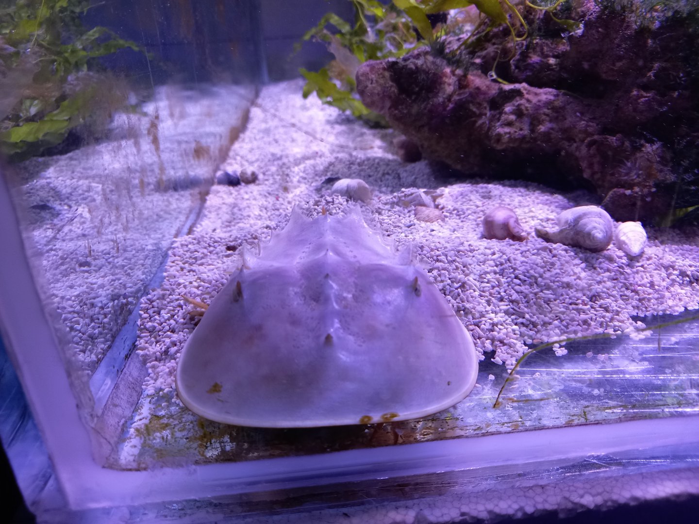 Horseshoe Crab