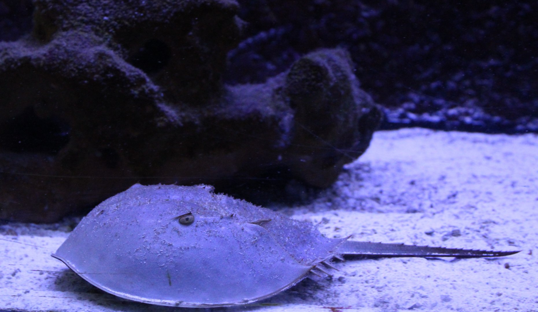 Horseshoe crab