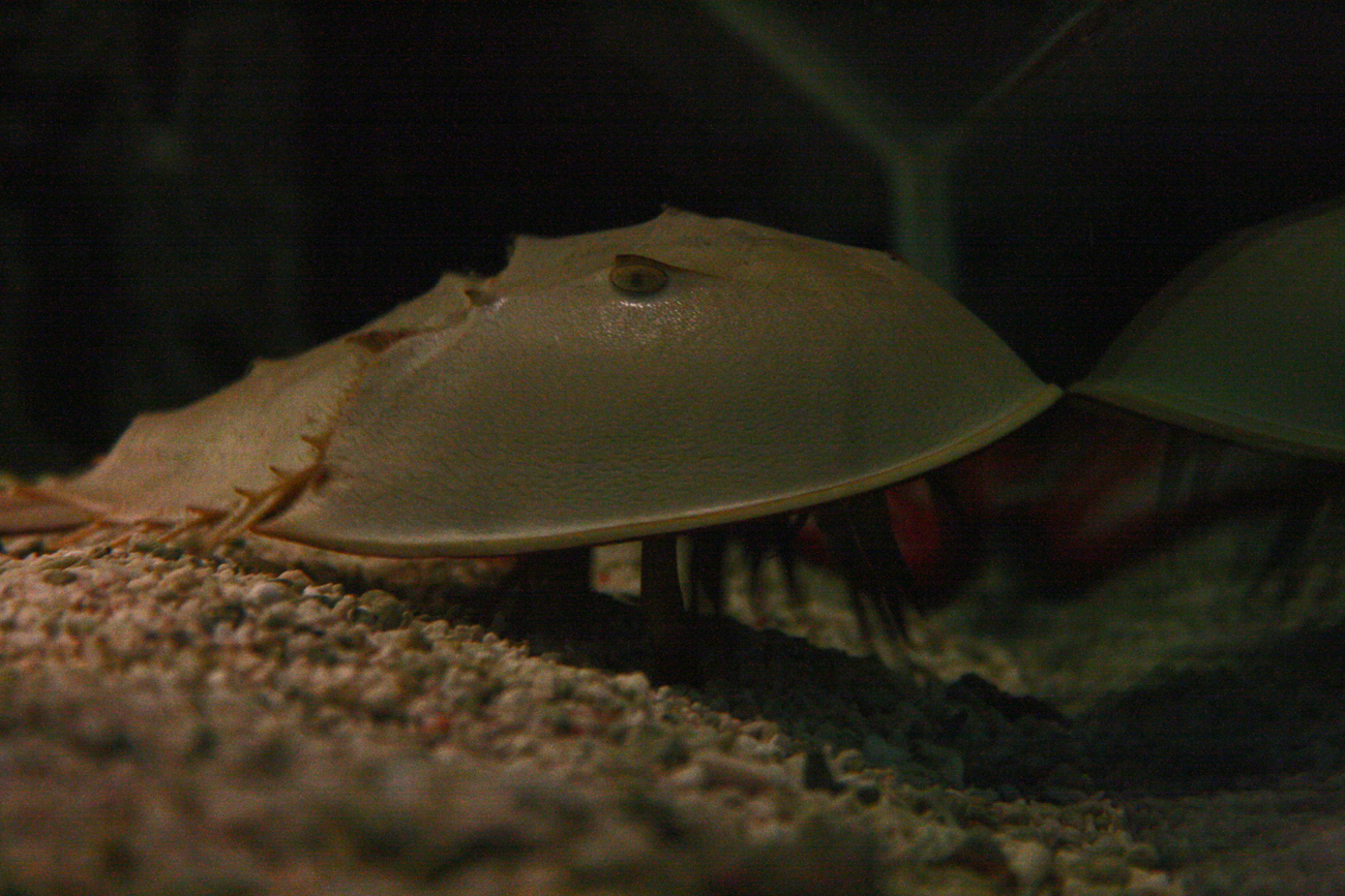 Horseshoe crab