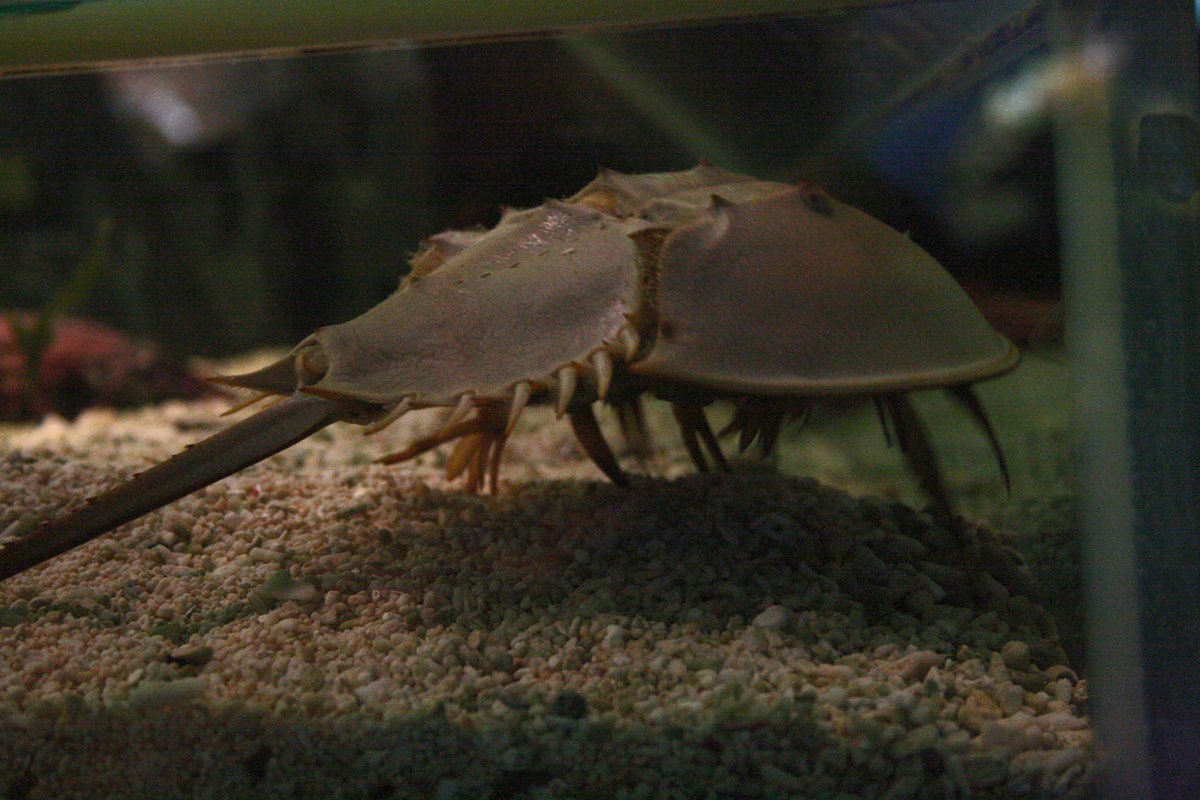 Horseshoe crab