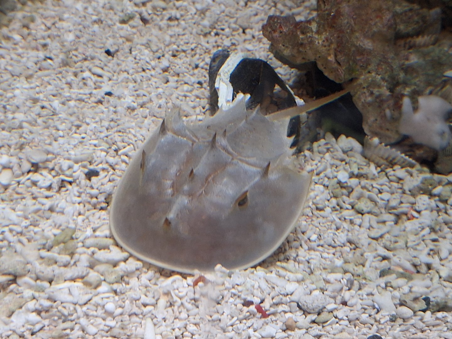Horseshoe Crab