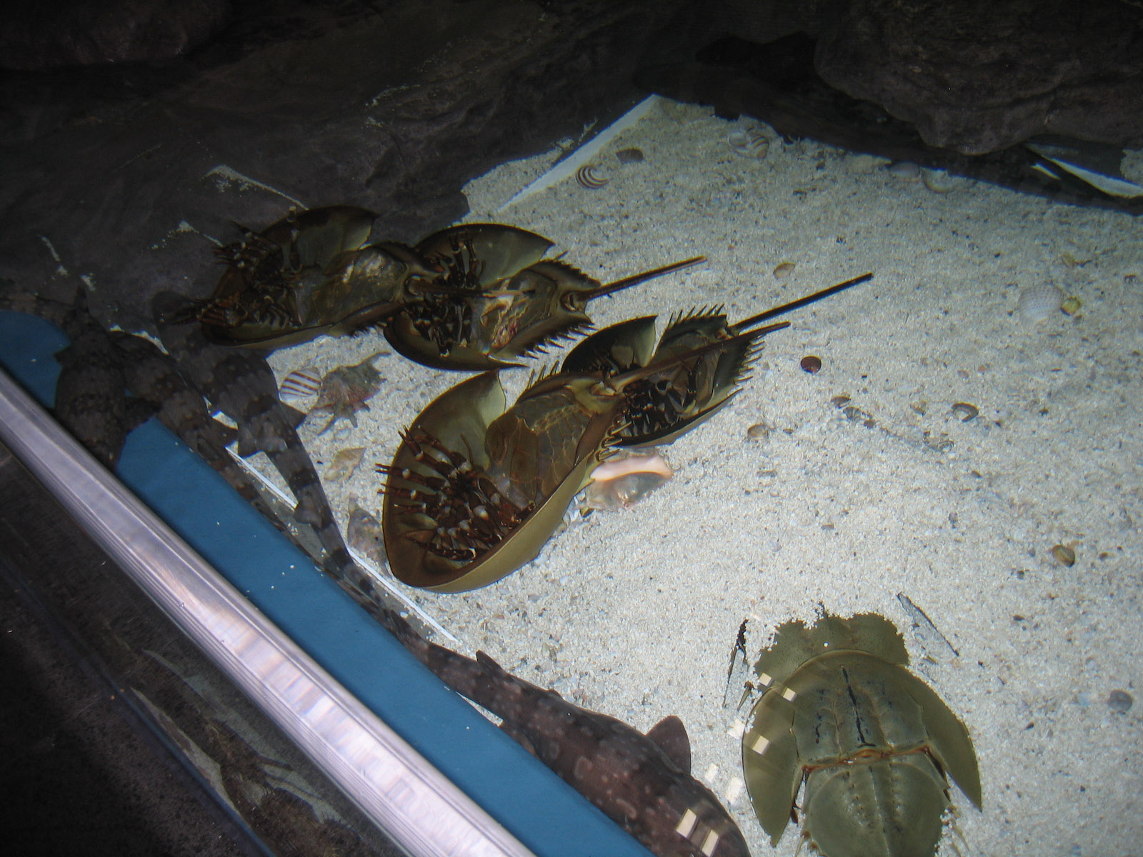 Horseshoe Crabs - Apr 2006