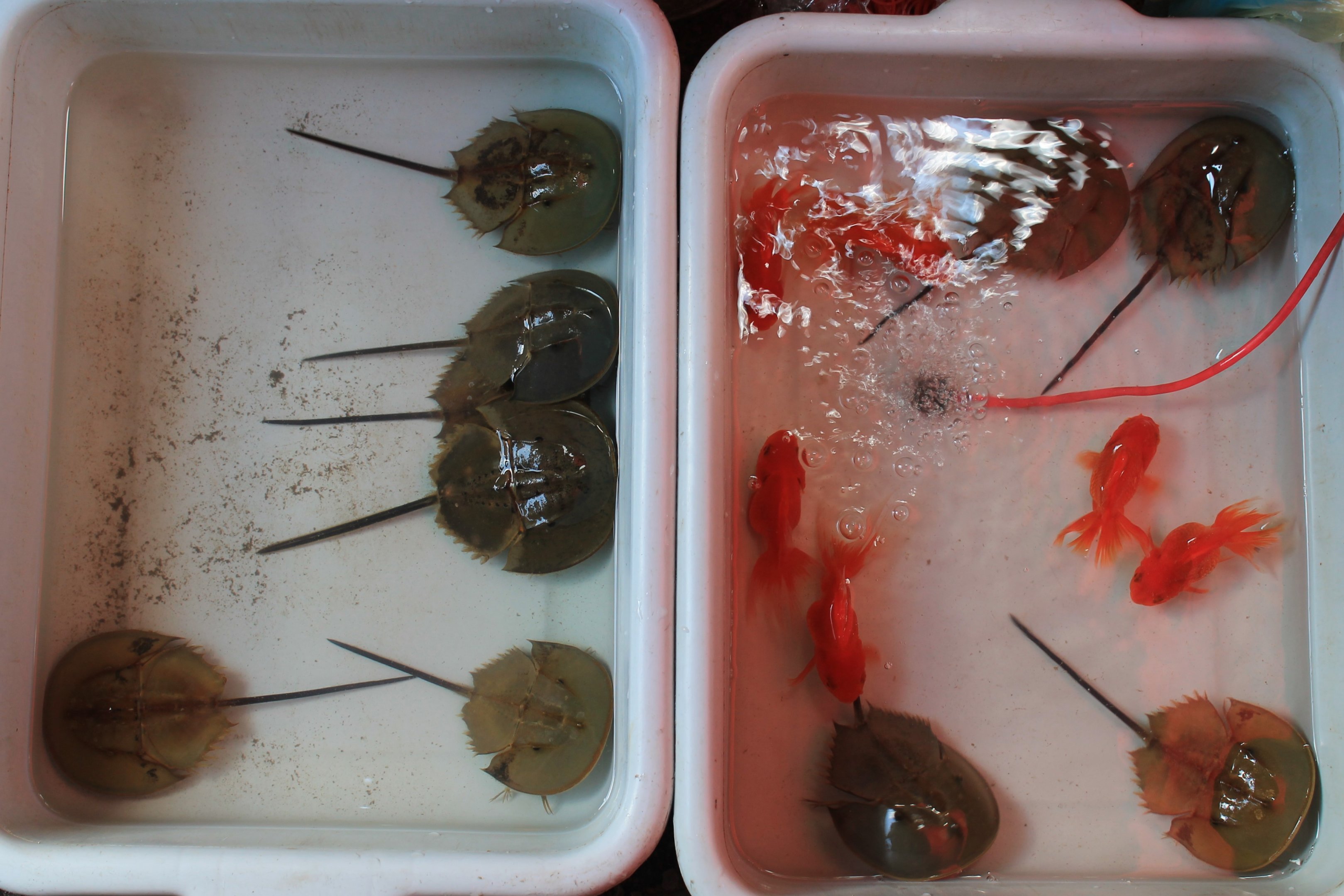 Horseshoe Crabs - Chatuchak Weekend Market, Oct 2019