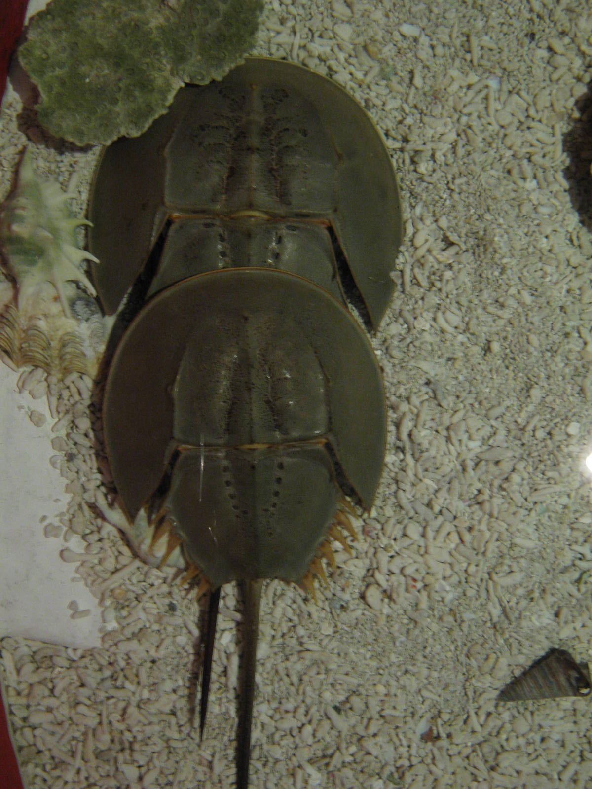 horseshoe crabs in touch pools