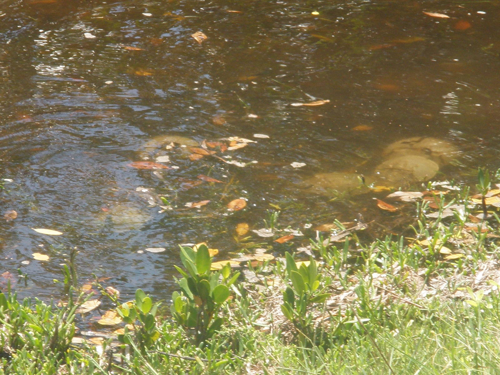 Horseshoe Crabs, Sanibel Island FL 2012