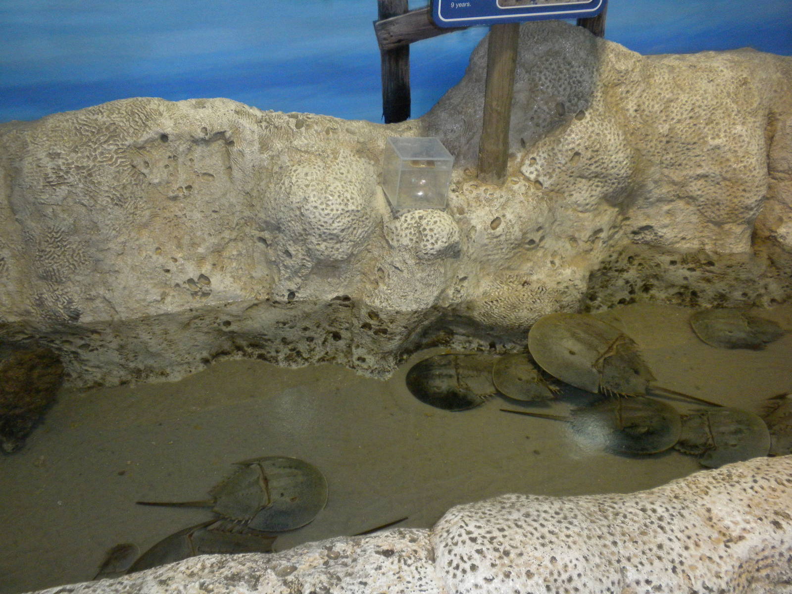 Horseshoe Crabs