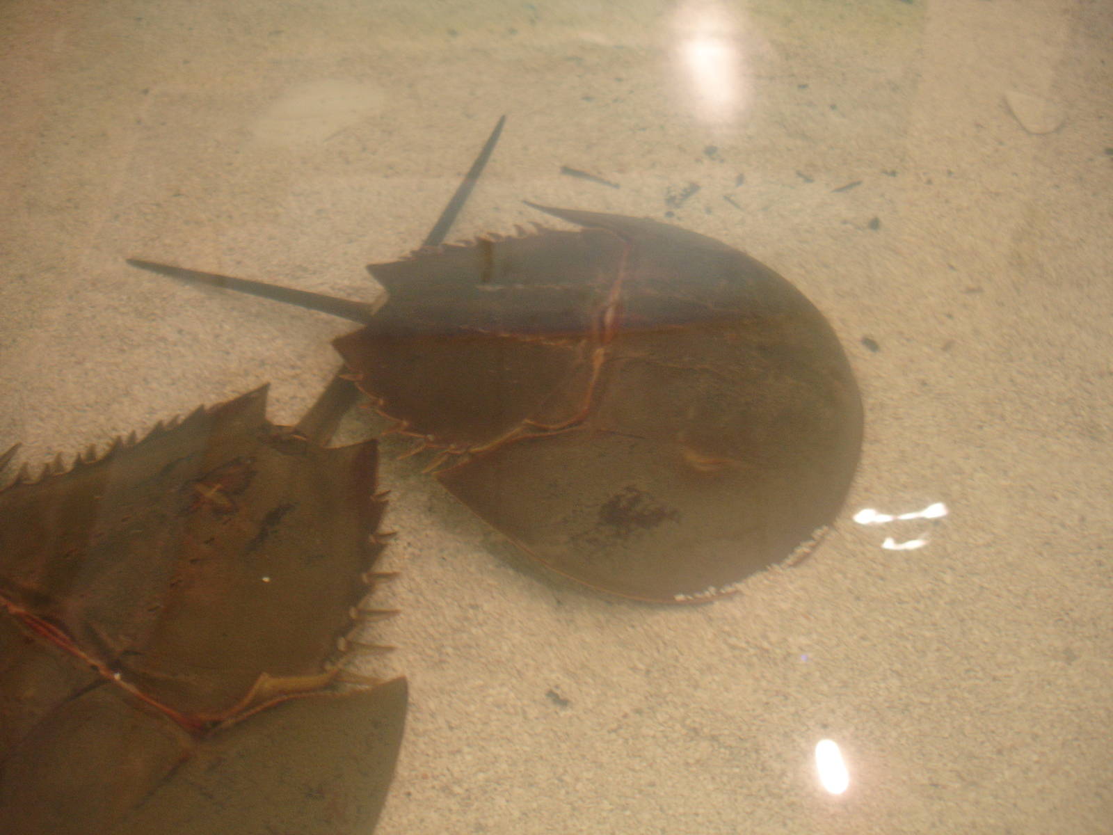 Horseshoe Crabs