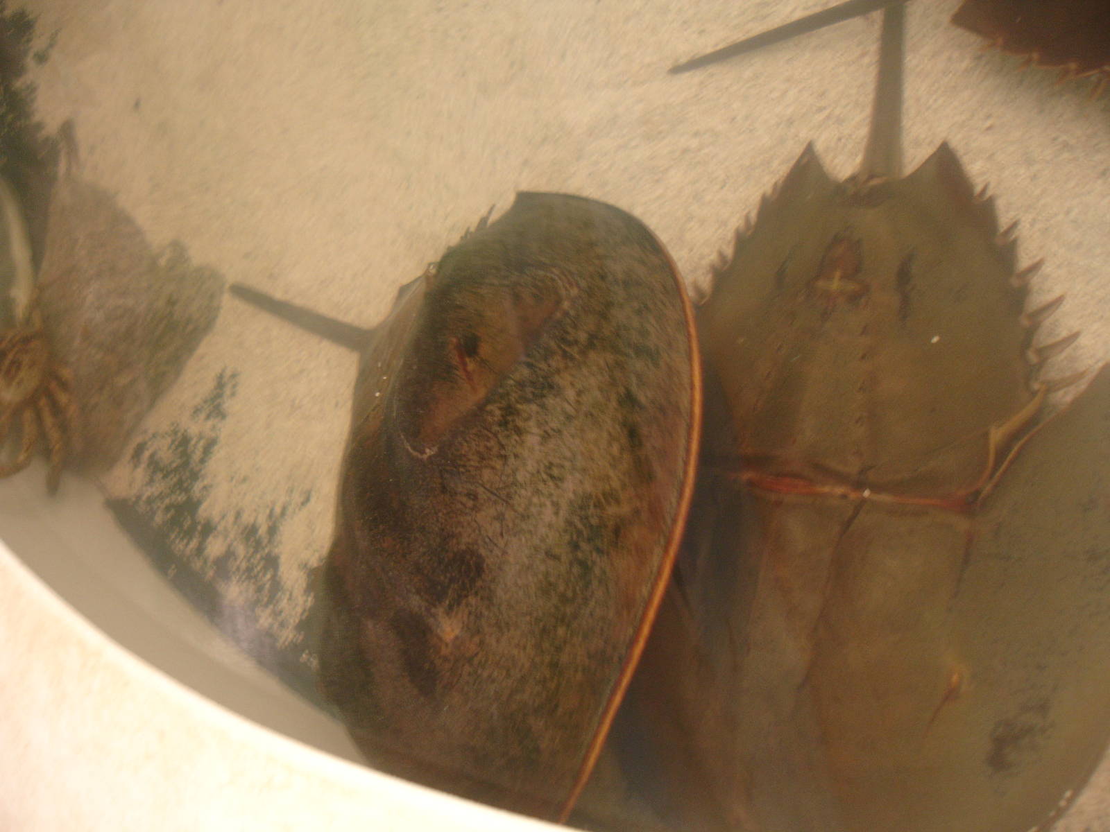 Horseshoe Crabs