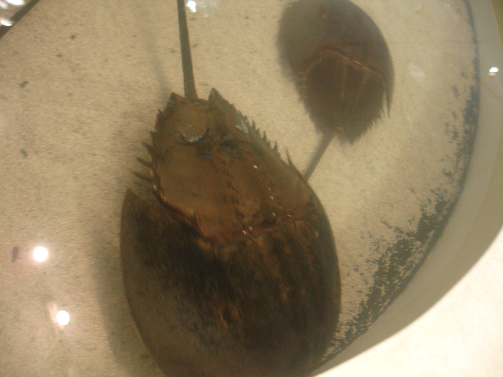Horseshoe Crabs