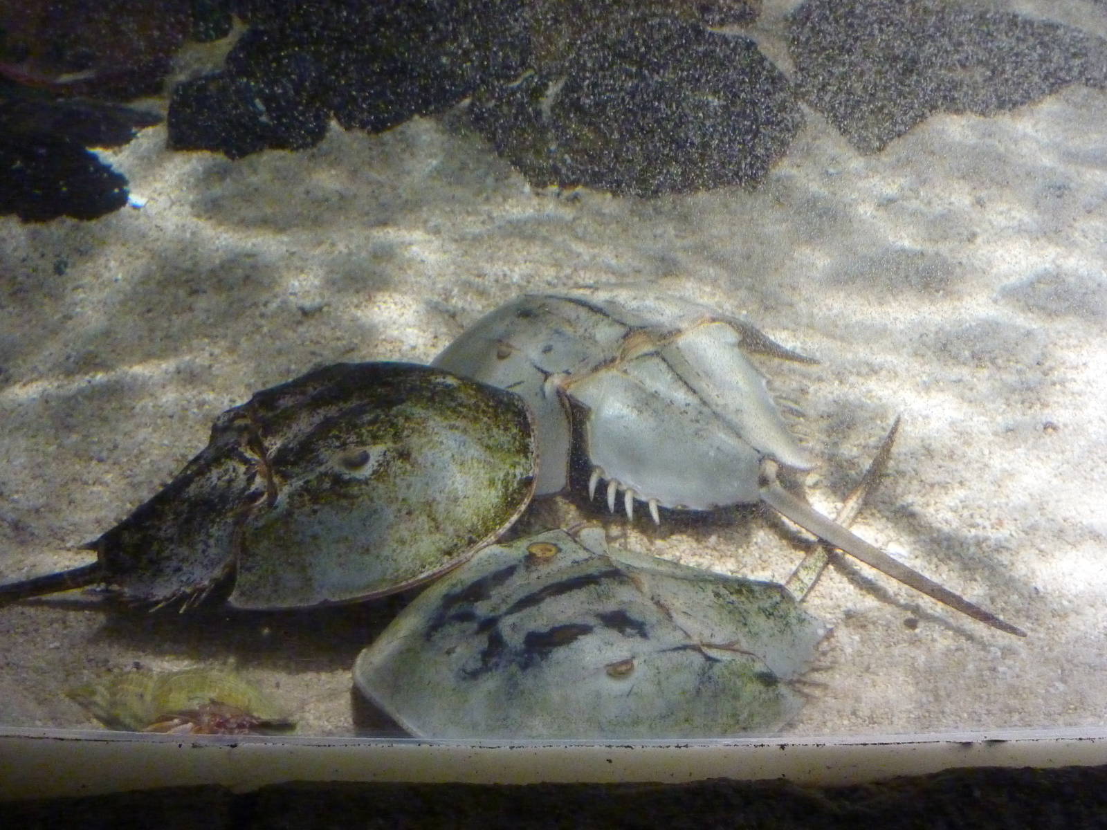 Horseshoe crabs