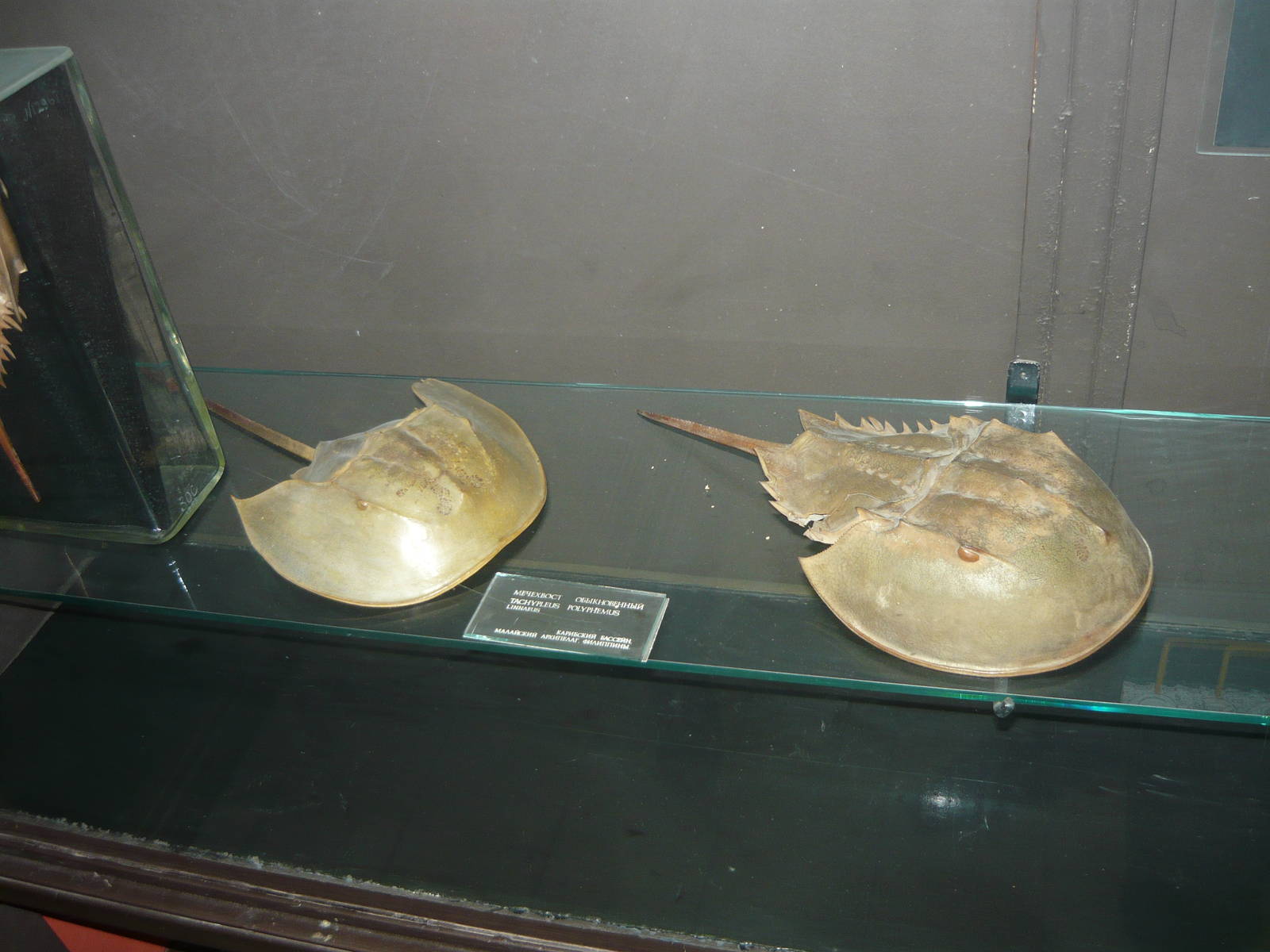 Horseshoe crabs