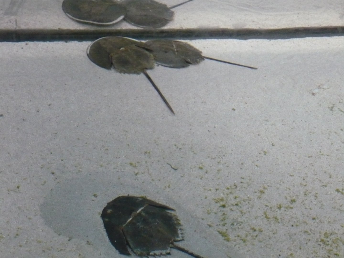 Horseshoe crabs