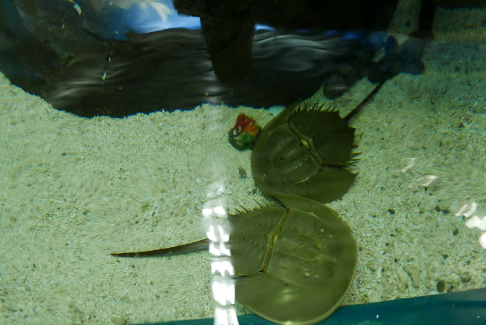 Horseshoe Crabs