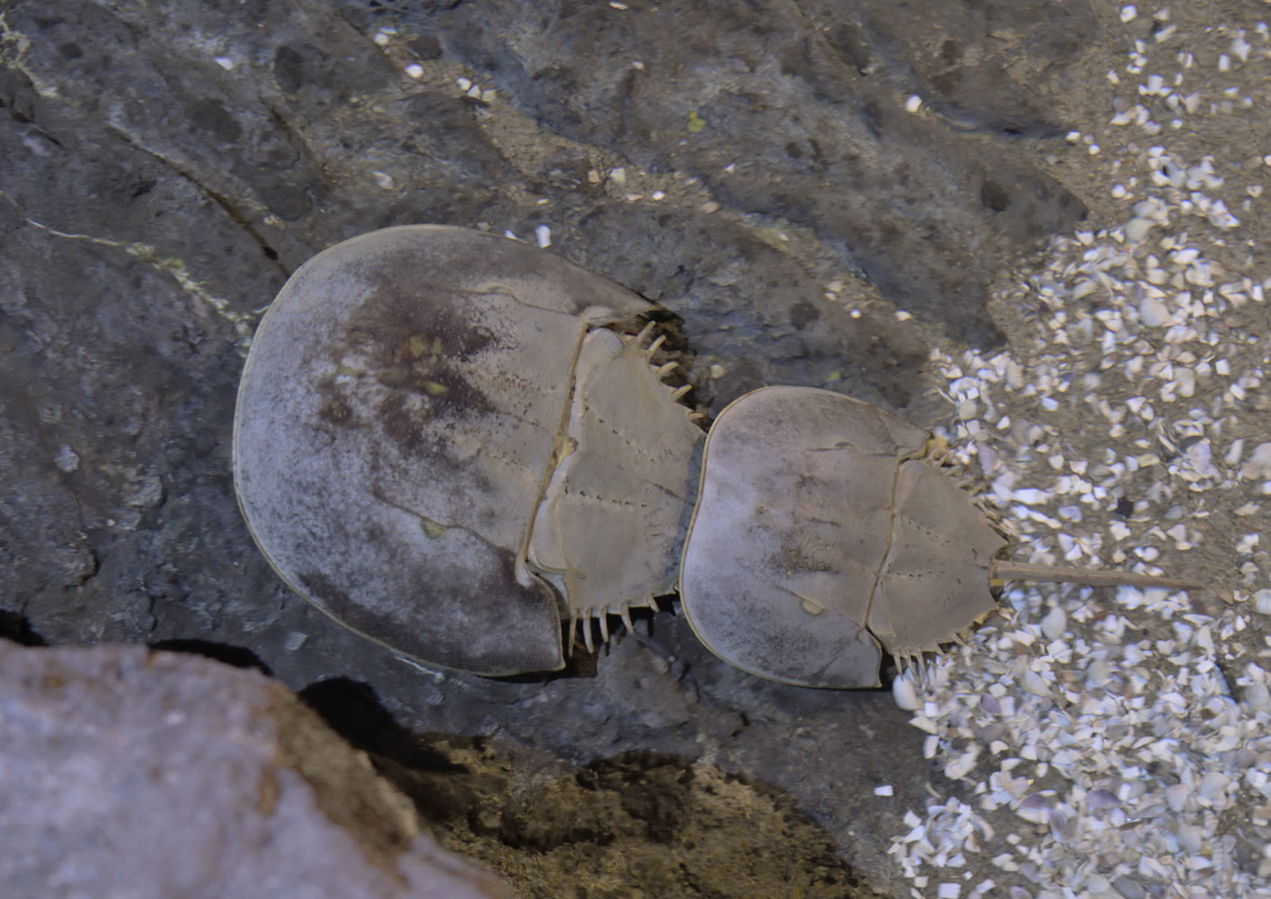 Horseshoe crabs