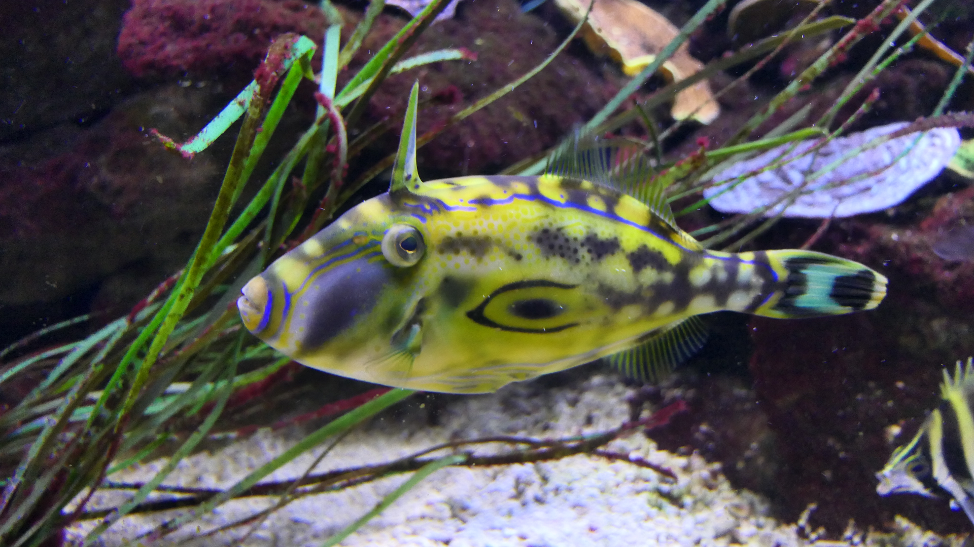 Horseshoe Leatherjacket (Meuschenia hippocrepis) - Dolphin Discovery Centre, Bunbury