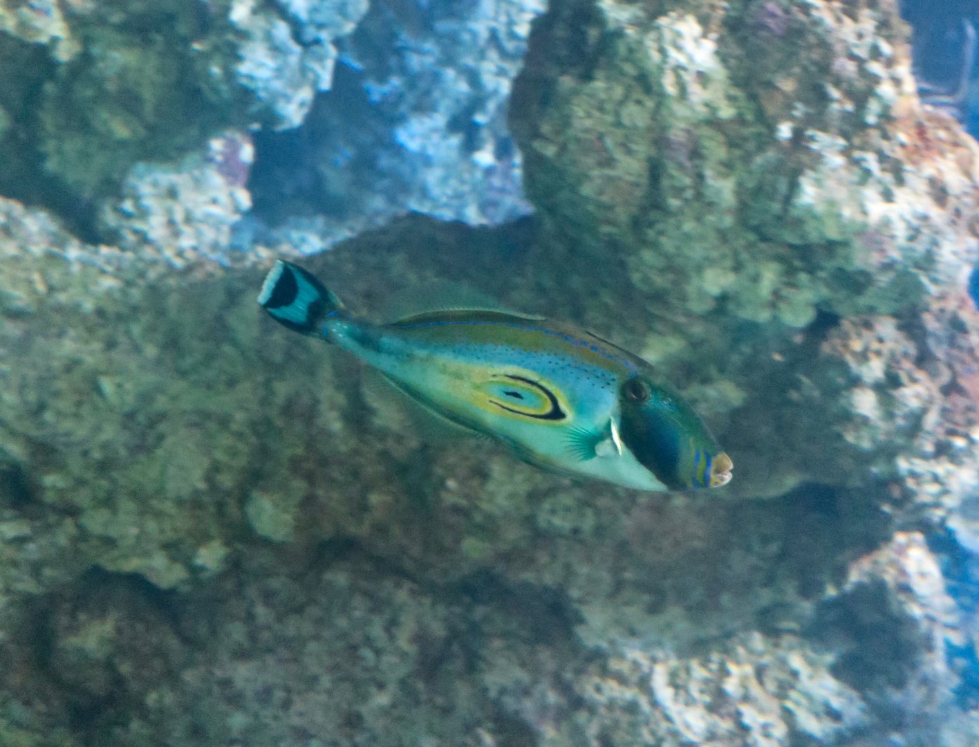 Horseshoe Leatherjacket (Meuschenia hippocrepis)
