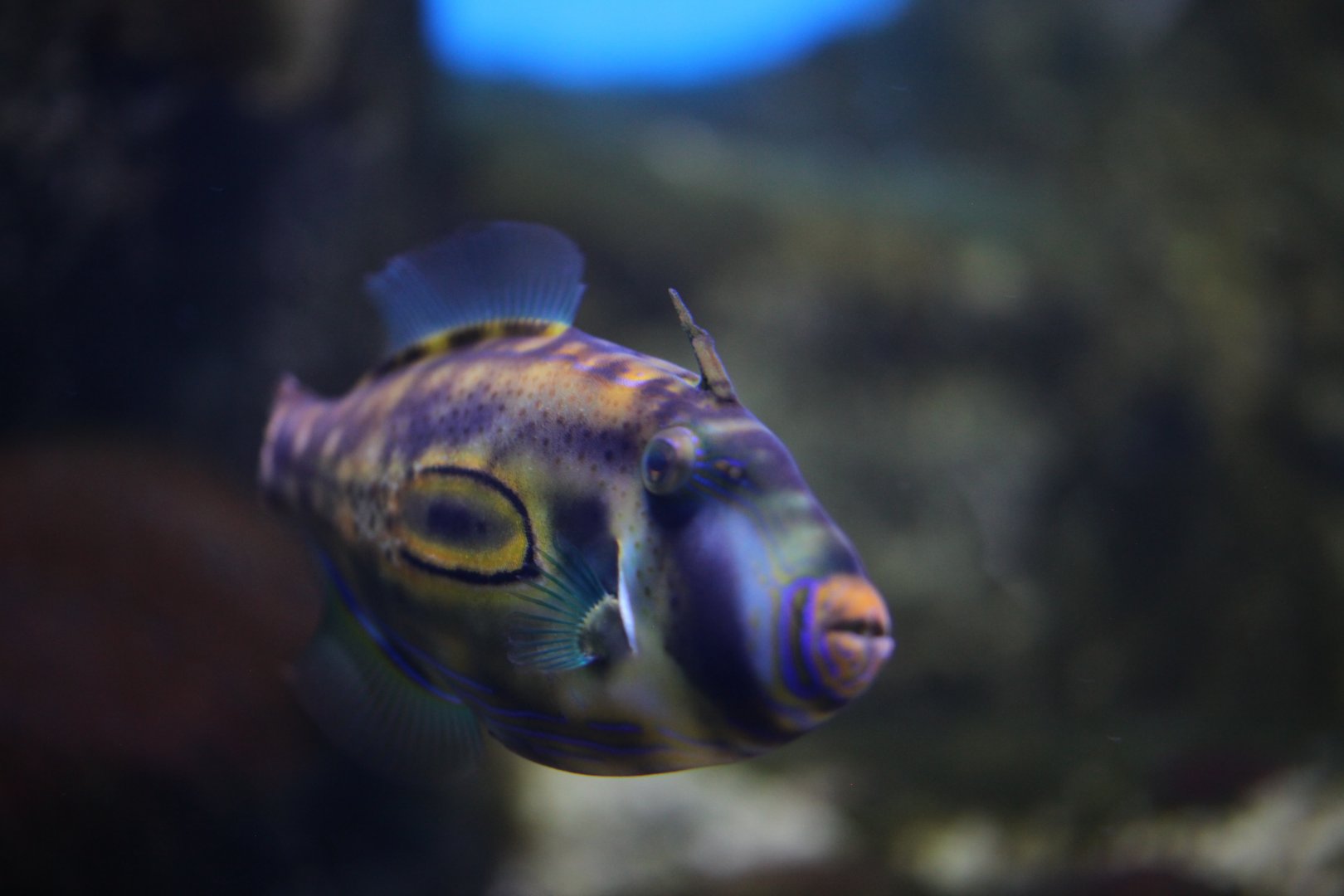 Horseshoe leatherjacket (Meuschenia hippocrepis)