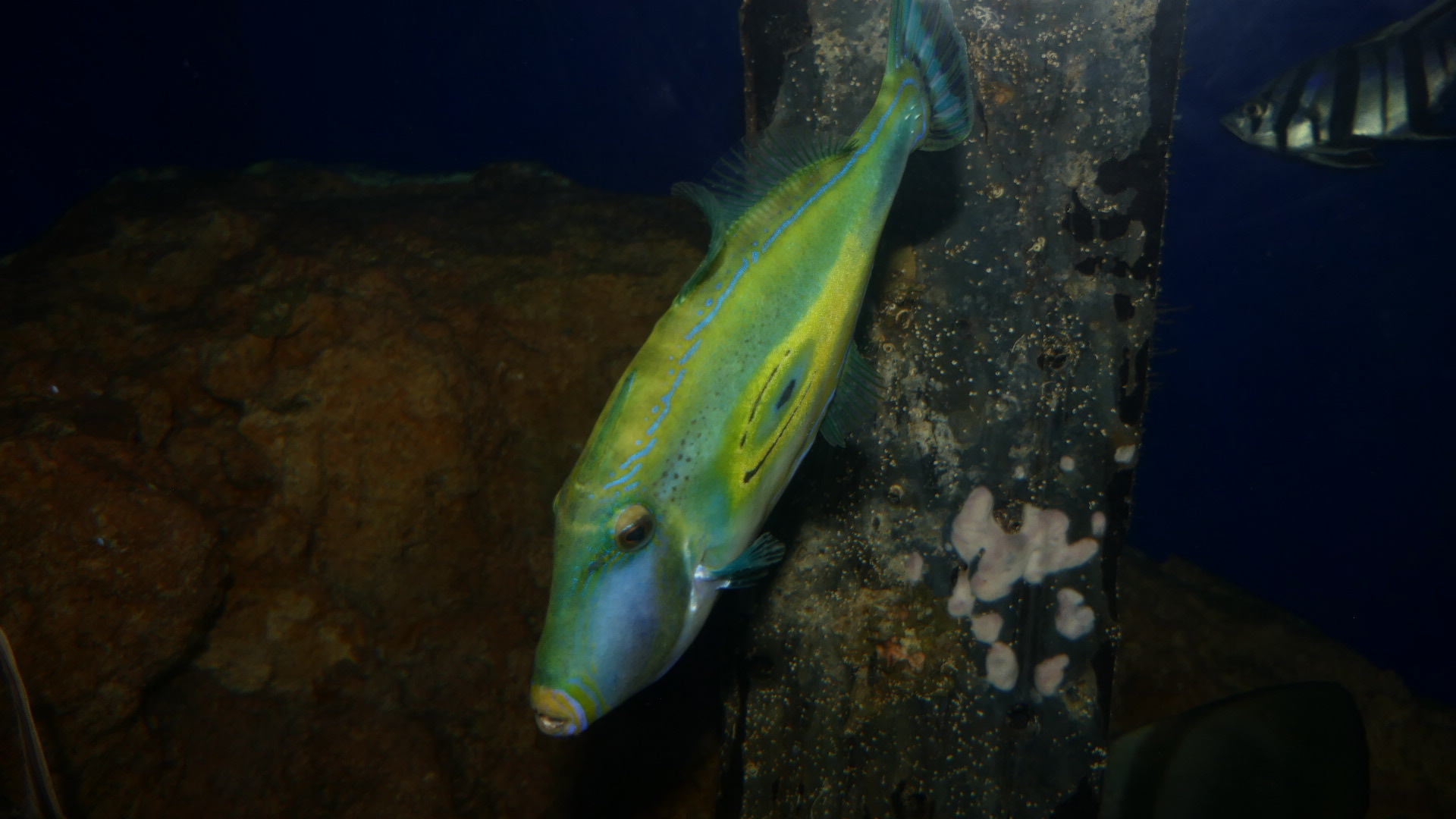 Horseshoe Leatherjacket (Meuschenia hippocrepis)