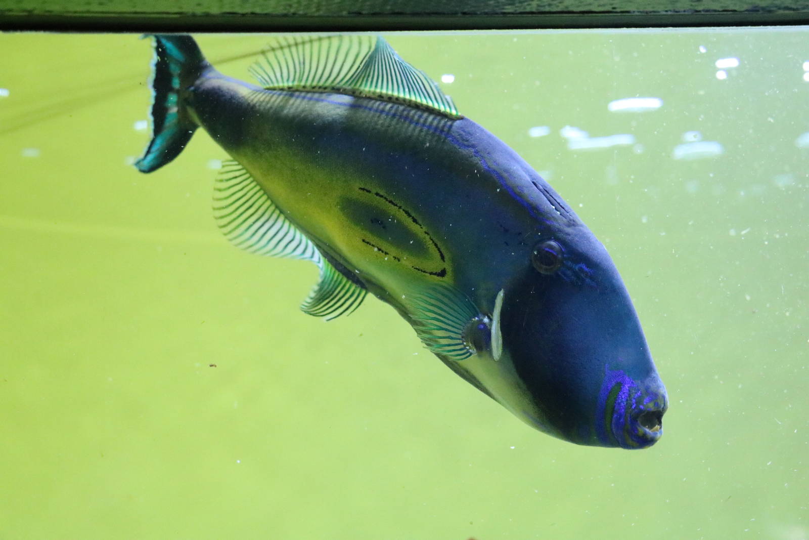 Horseshoe leatherjacket - Tokyo Sea Life Park, February 2016