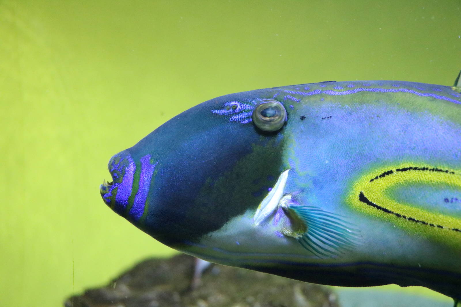 Horseshoe leatherjacket - Tokyo Sea Life Park, February 2016