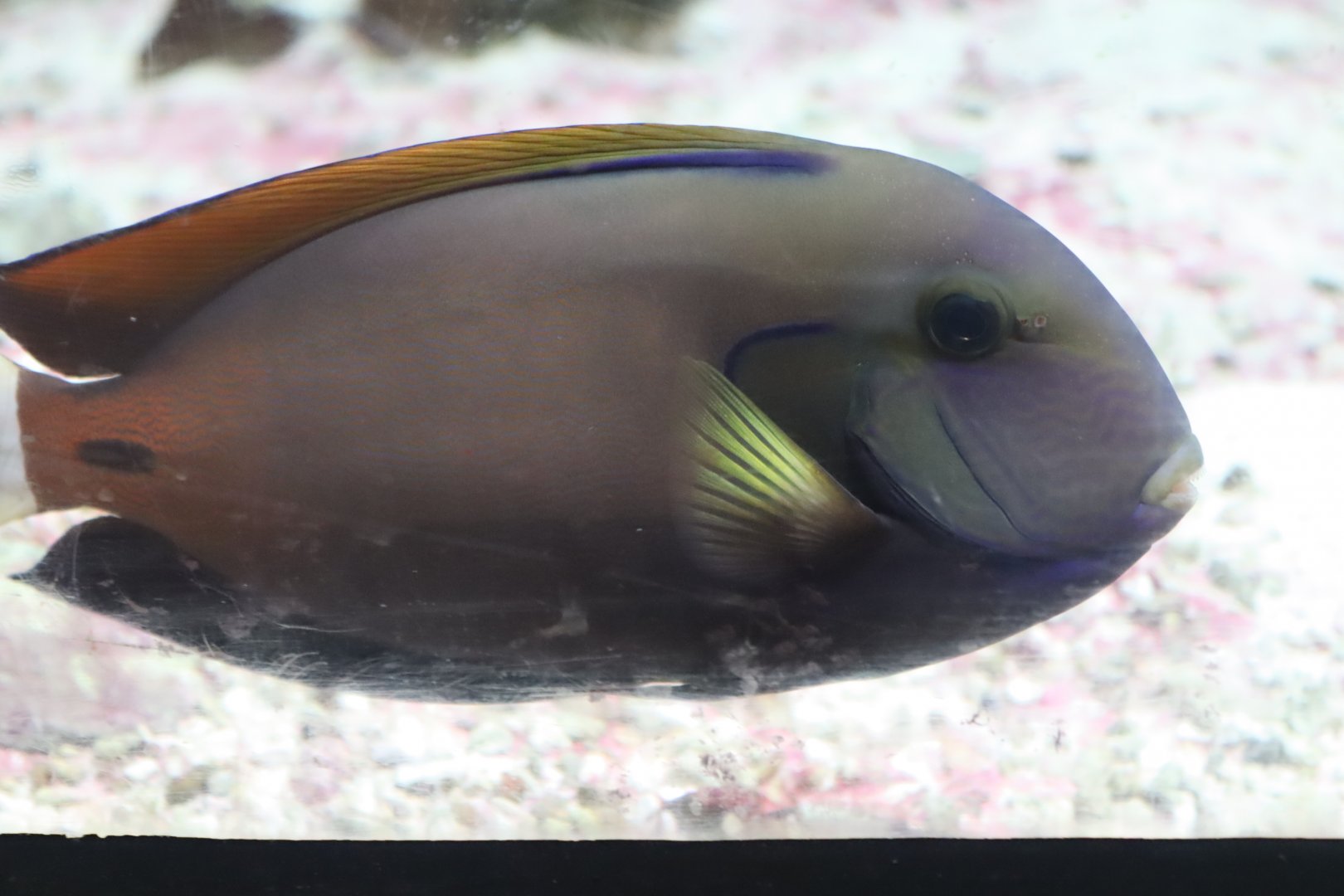 Horseshoe Surgeonfish