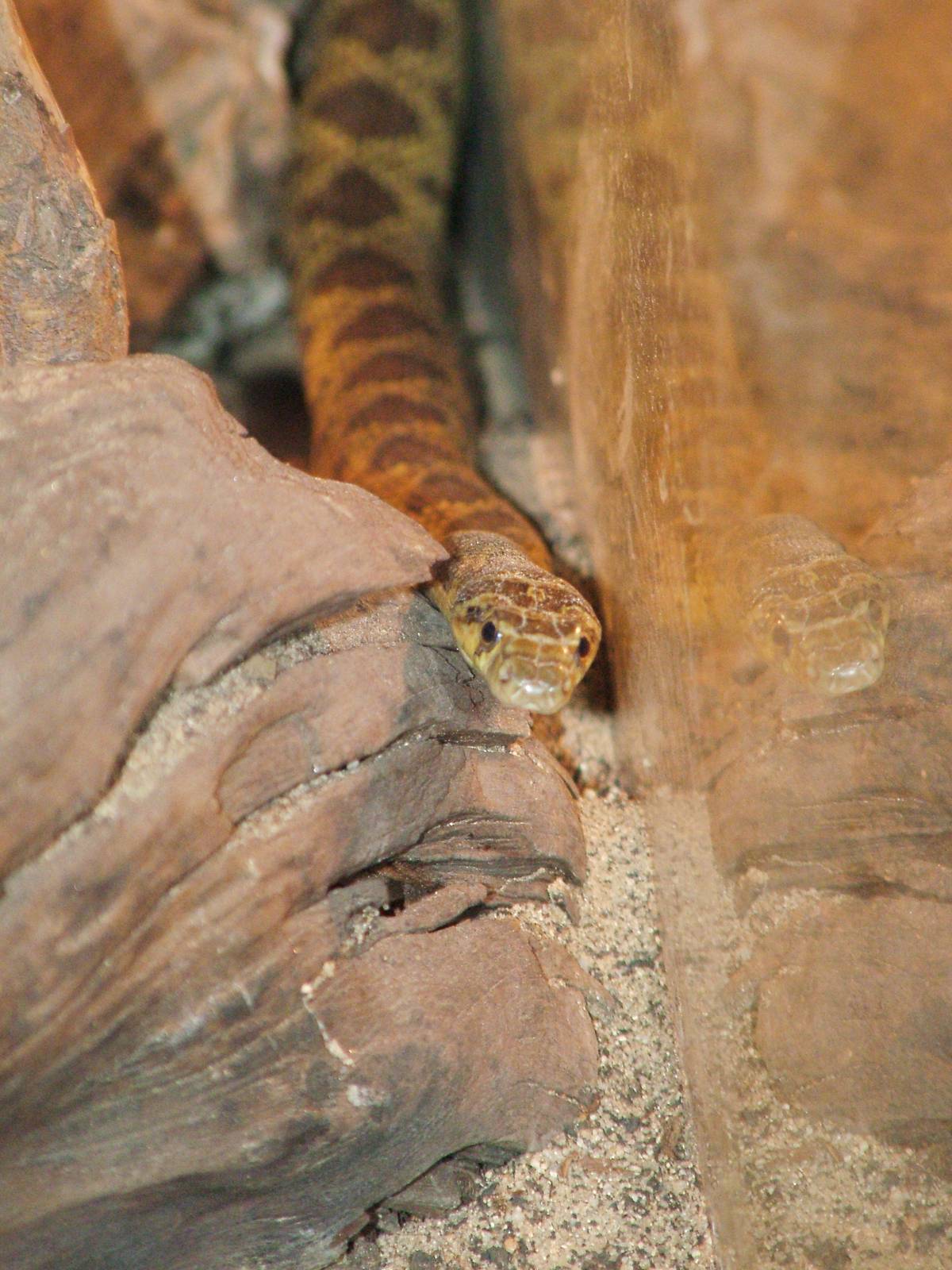 Horseshoe Whip Snake at Chomutov, 30/08/12