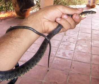 Horseshoe Whip Snake (Coluber hippocrepis)