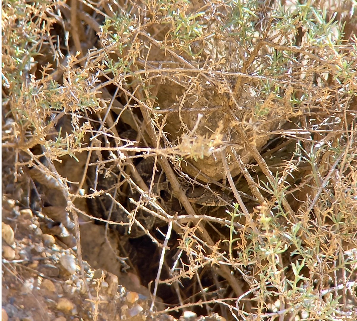 Horseshoe Whip Snake (Hemorrhois hippocrepis)