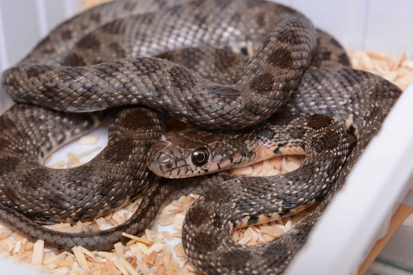 Horseshoe whip snake (Hemorrhois hippocrepis)