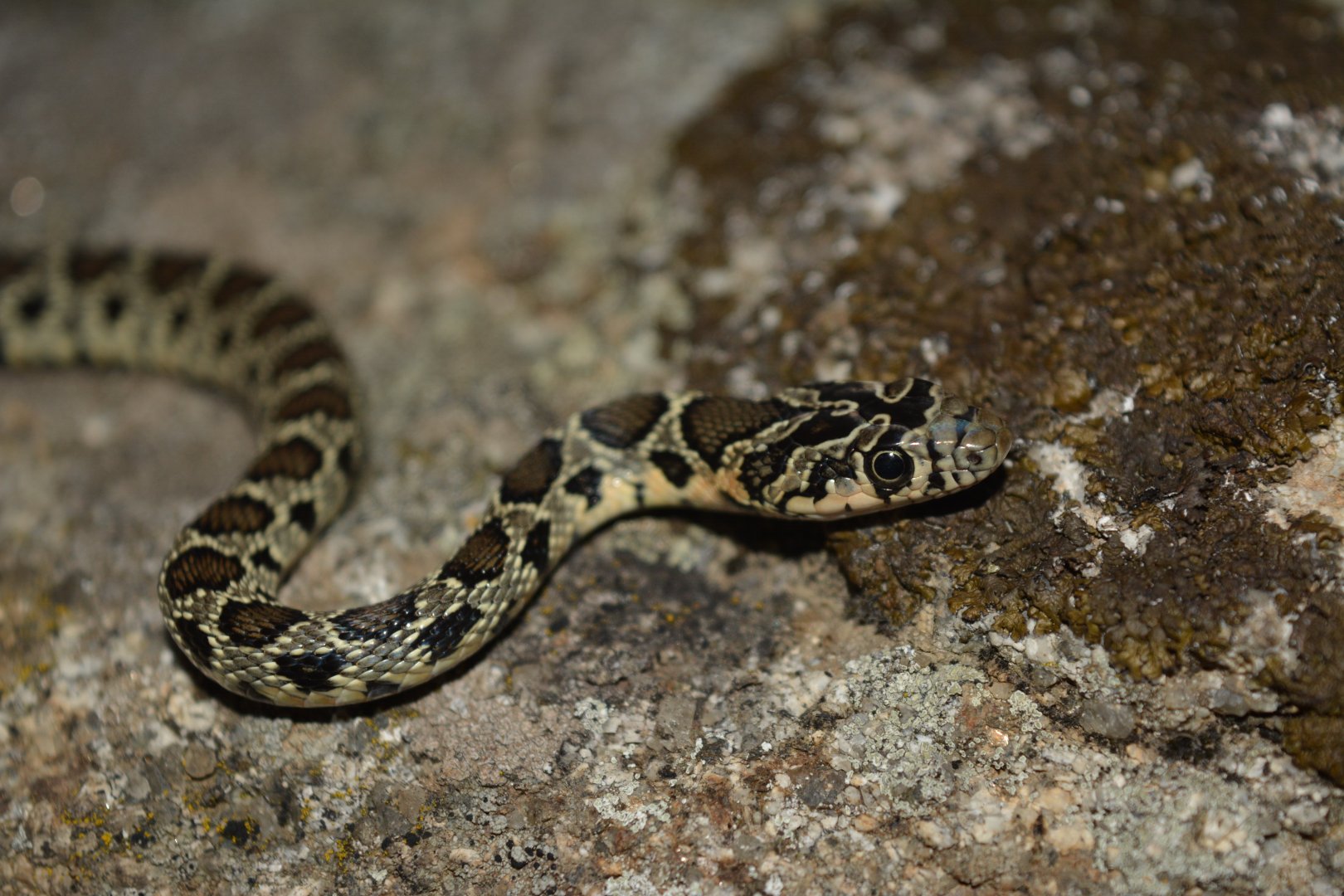 Horseshoe whip snake Hemorrhois hippocrepis