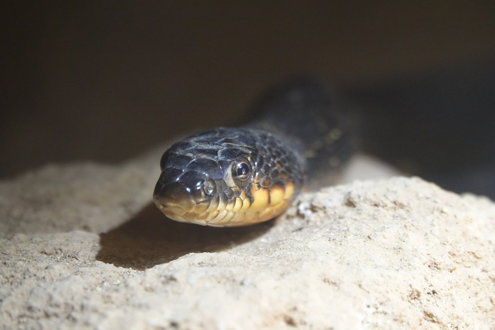 Horseshoe Whip Snake