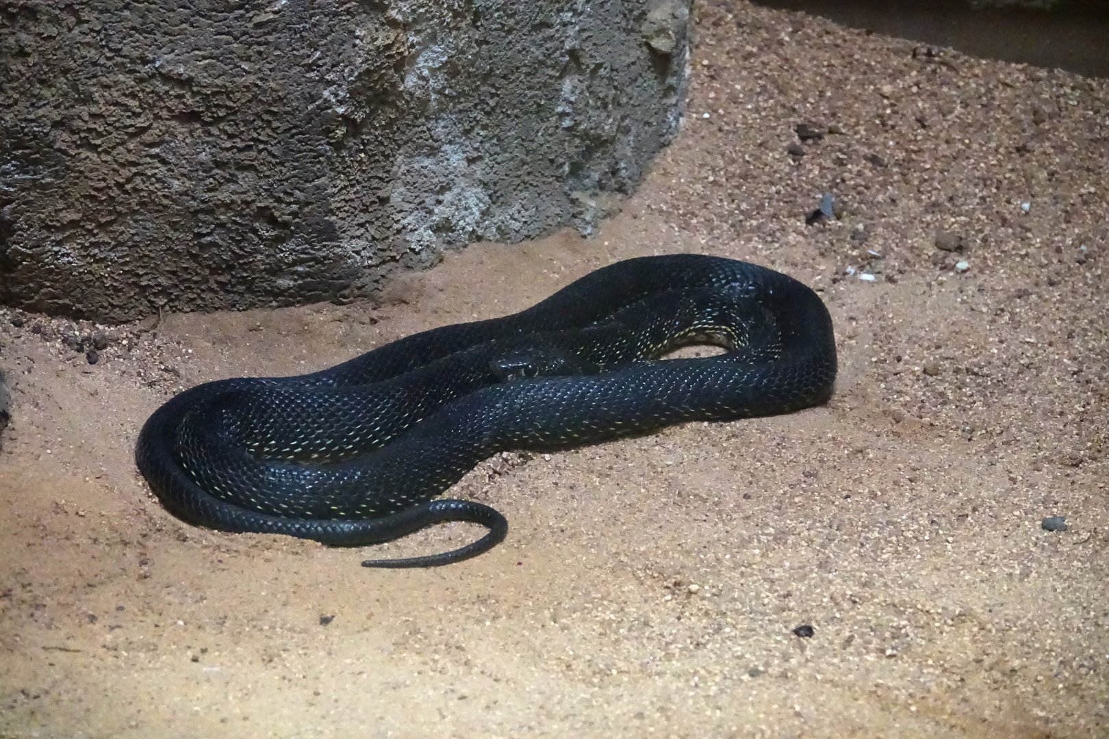 Horseshoe Whip Snake