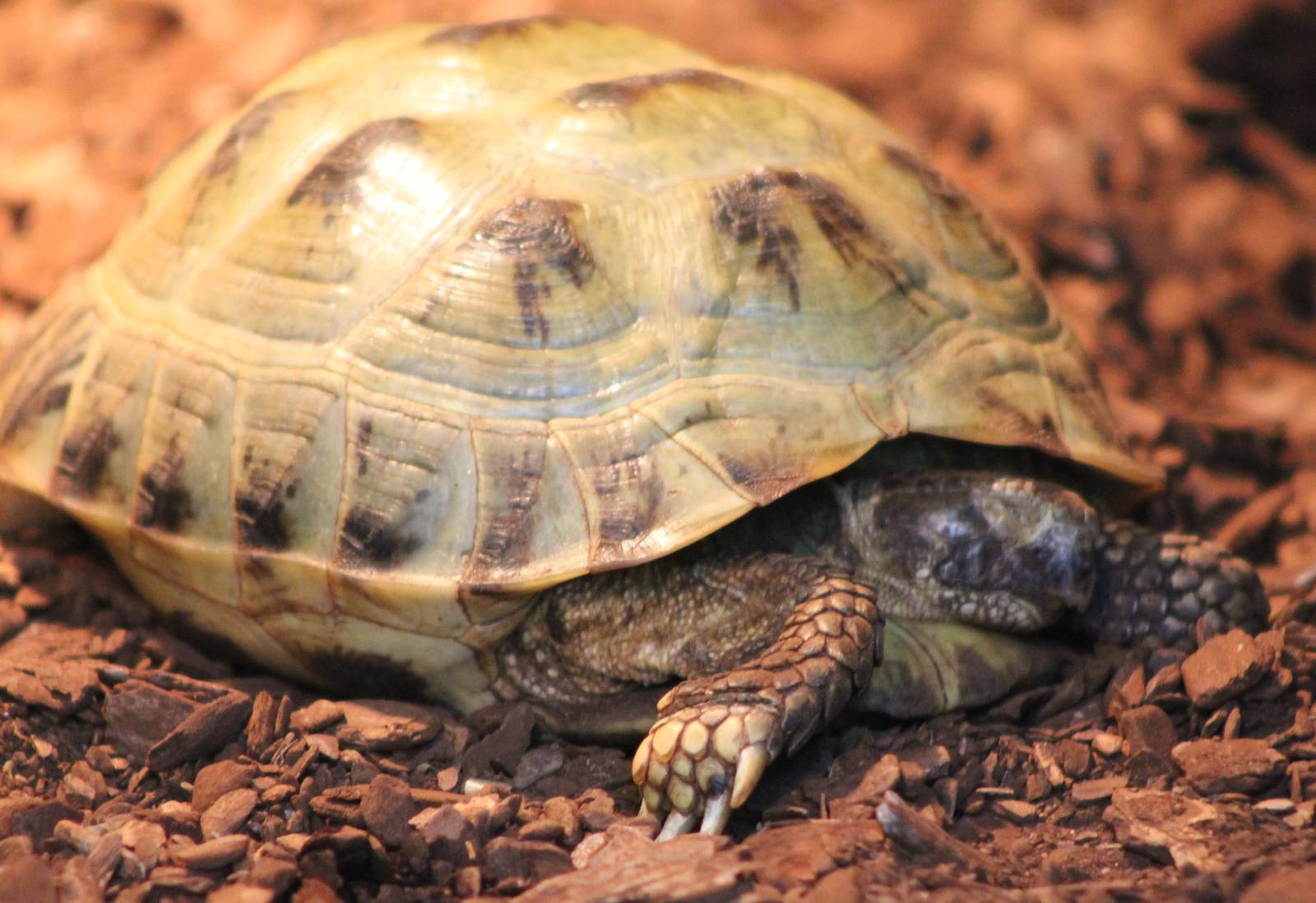 Horsfield tortoise