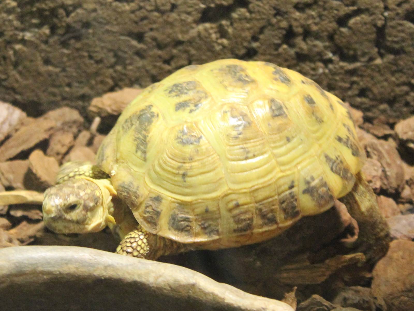 Horsfield tortoise