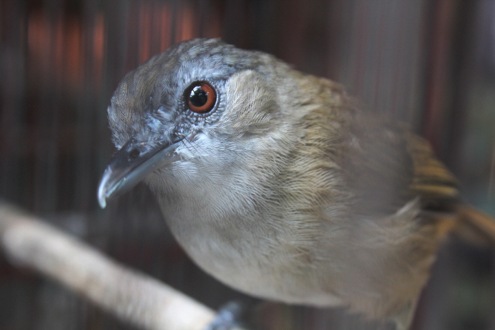 Horsfield's babbler (Malacocincla sepiaria sepiaria)