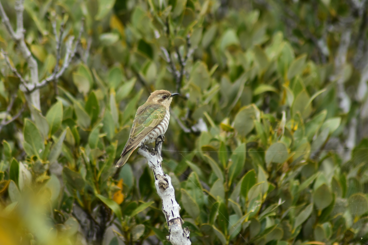 Horsfield's Bronze Cuckoo, Chrysococcyx basalis