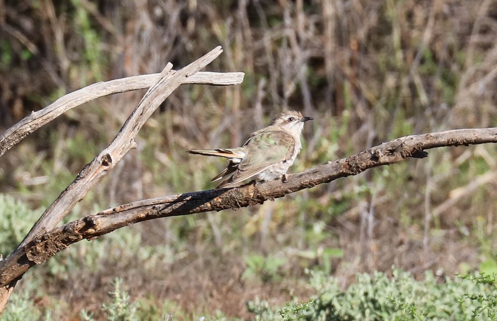 Horsfield's Bronze-Cuckoo