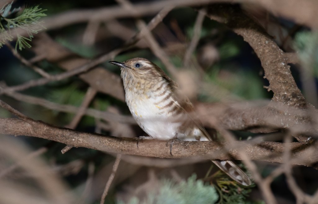 Horsfield's Bronze Cuckoo