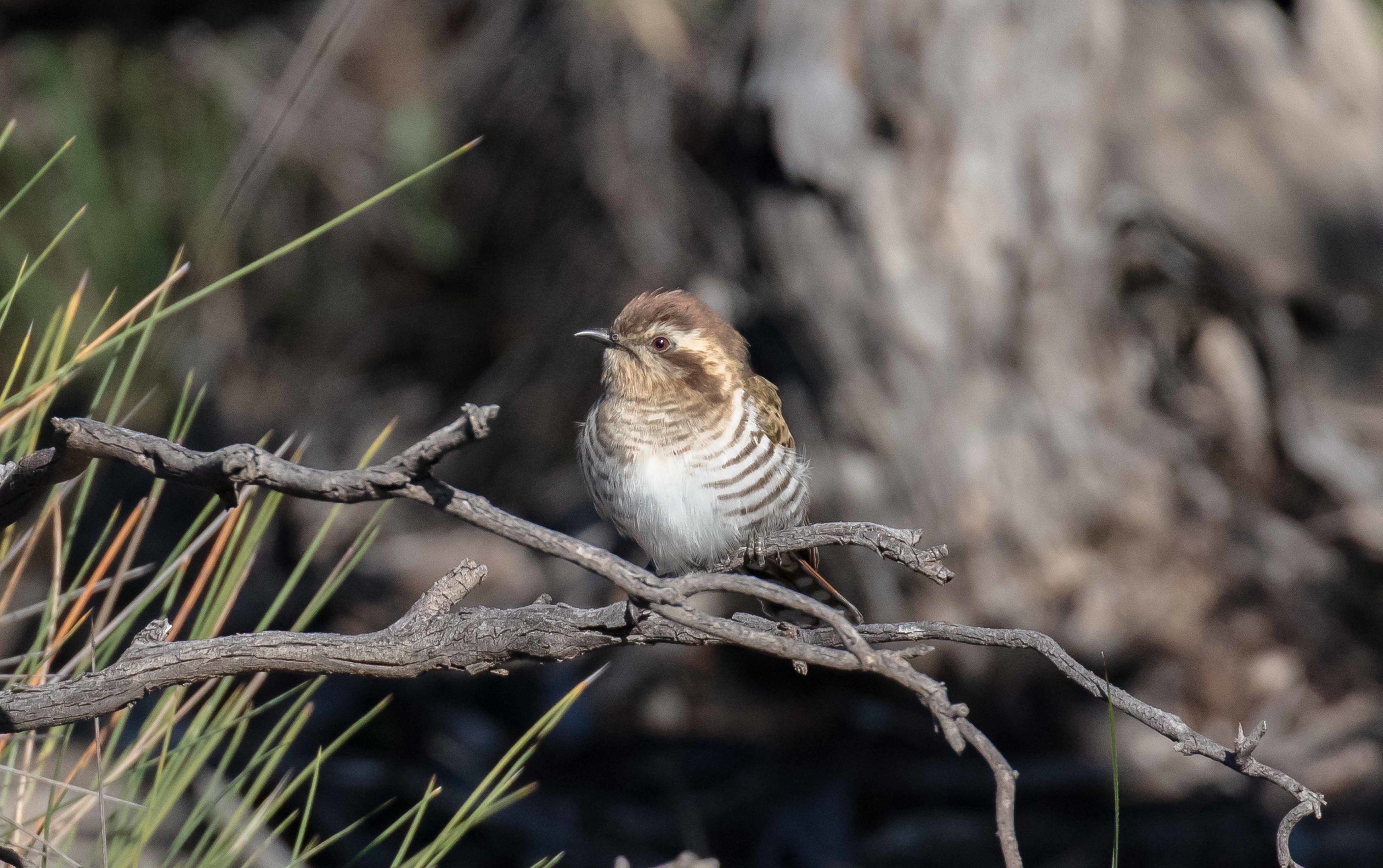 Horsfield's Bronze Cuckoo