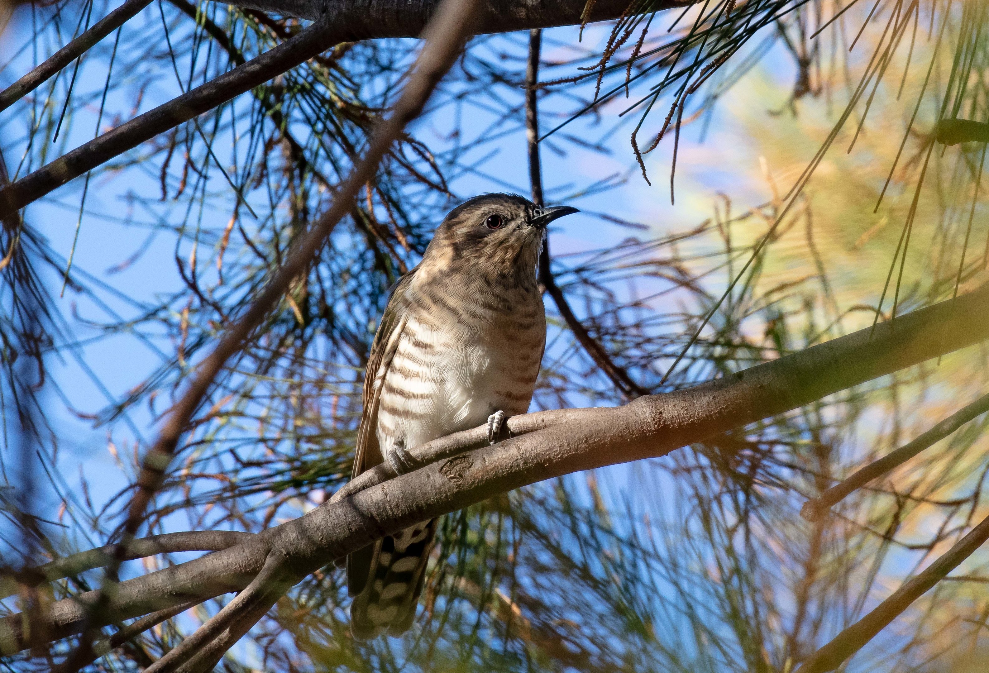 Horsfield's Bronze Cuckoo