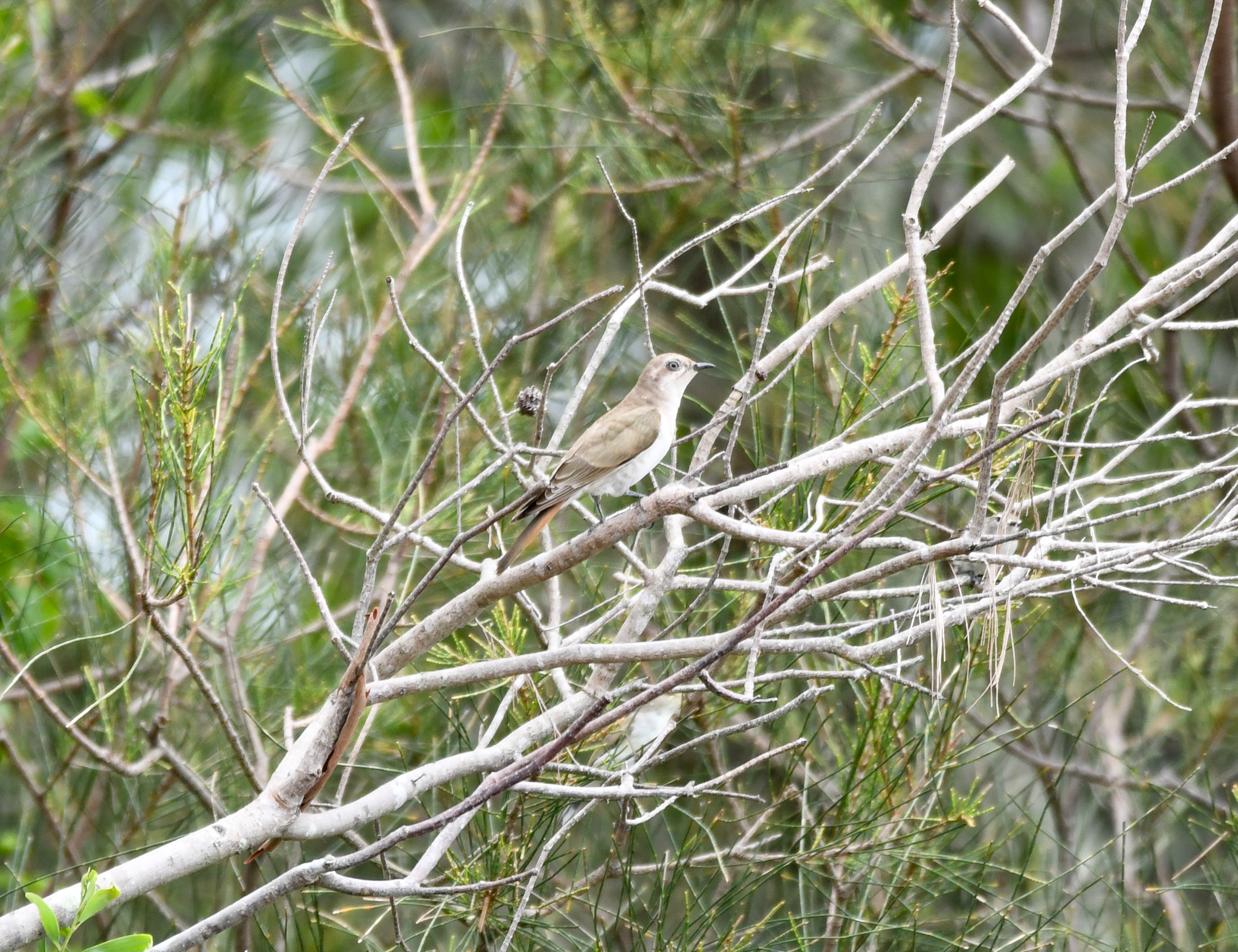 Horsfield's Bronze-Cuckoo