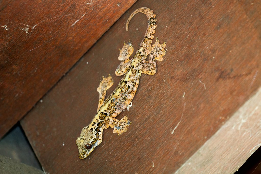 Horsfield's Flying Gecko