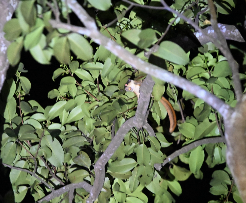 Horsfield's Flying Squirrel ~ Old Upper Thomson Road