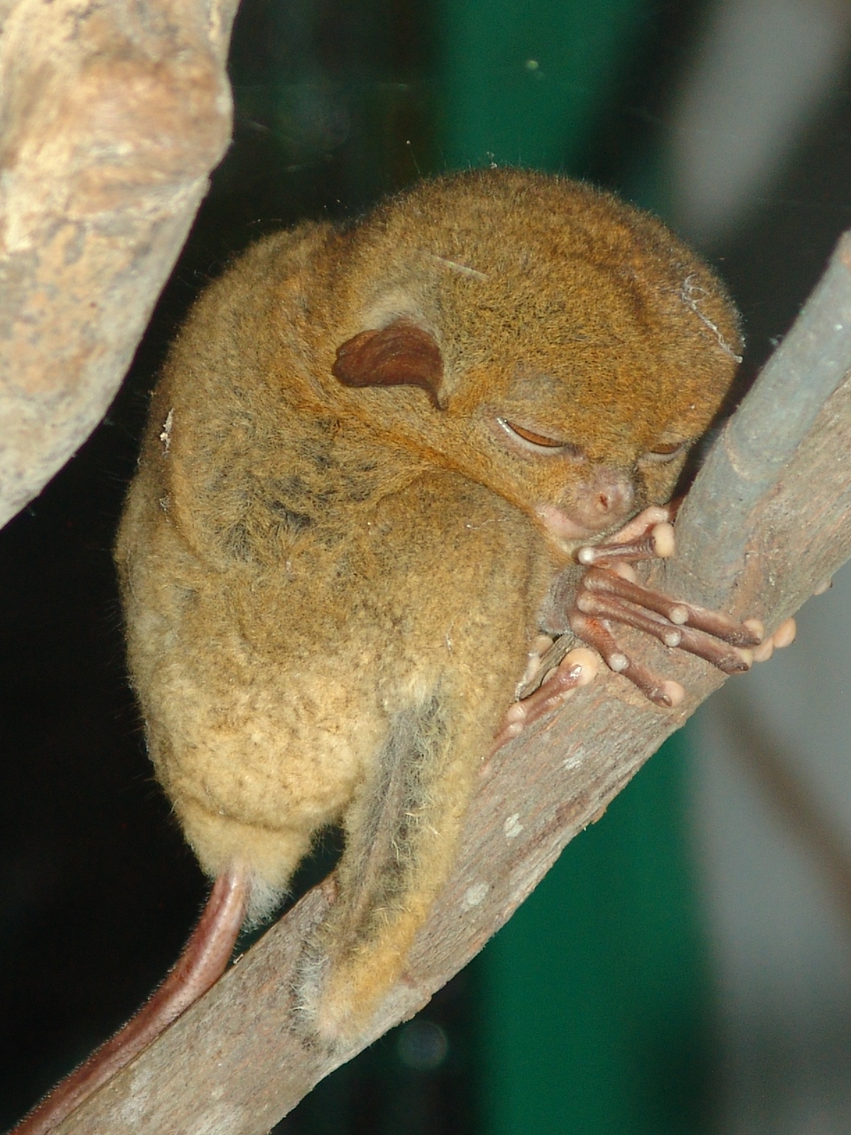Horsfield's Tarsier (Tarsius bancanus)