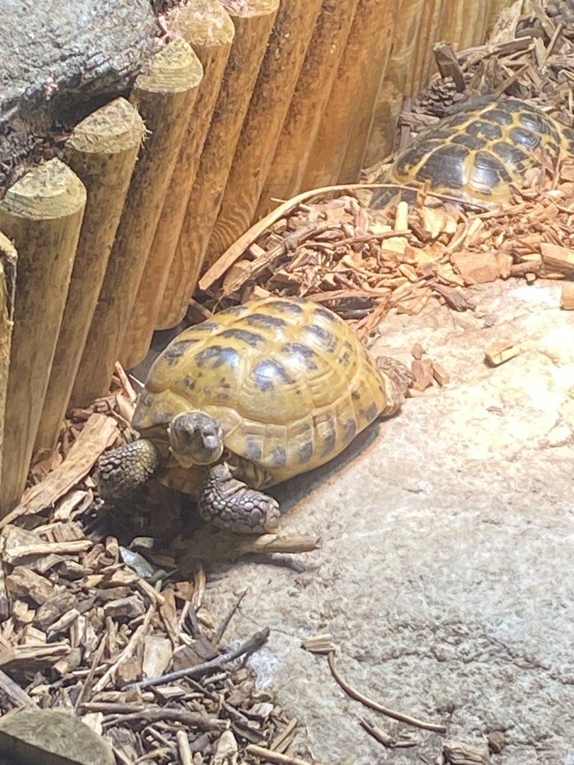 Horsfield’s tortoise 070124