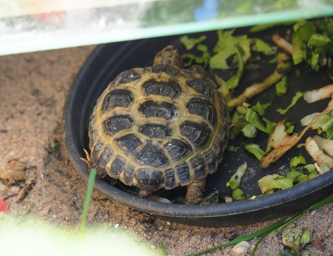 Horsfield's tortoise (Agrionemys horsfieldii), 2019-06-01
