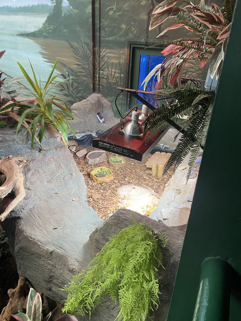 Horsfield’s tortoise exhibit 070124