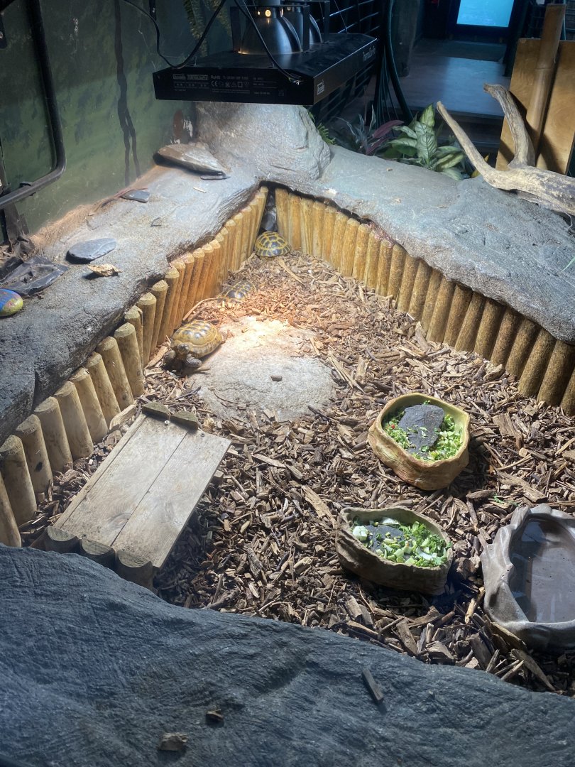 Horsfield’s tortoise exhibit 070124