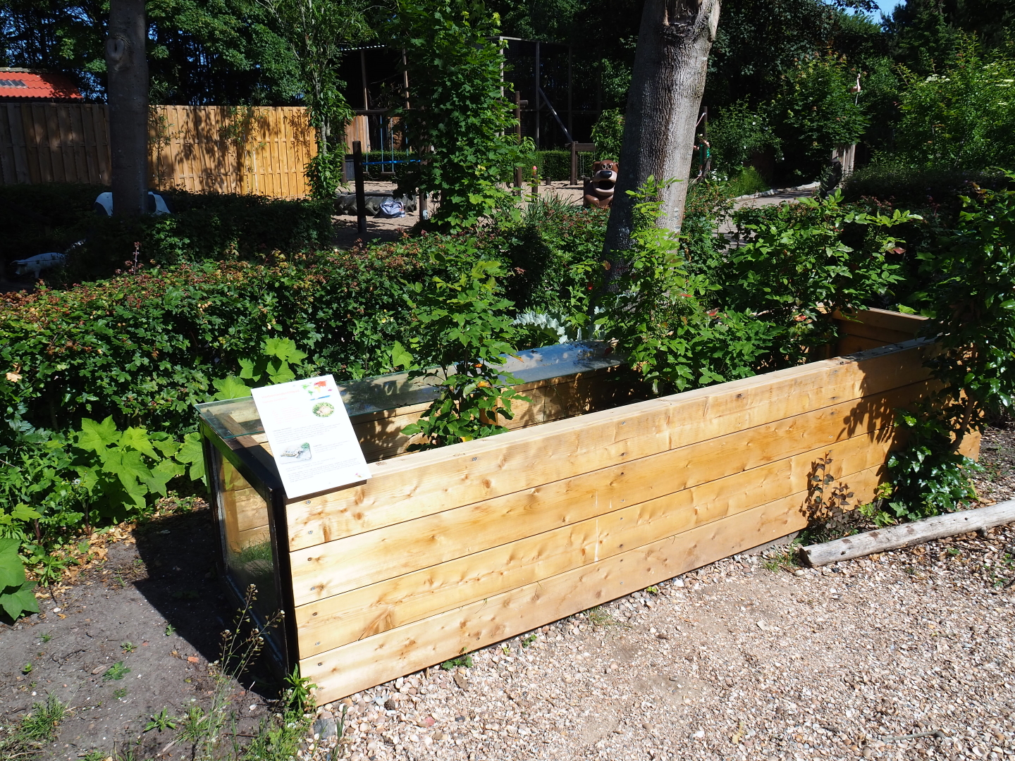 Horsfield's tortoise exhibit, 2019-06-01