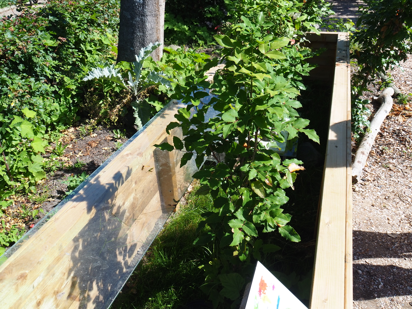 Horsfield's tortoise exhibit, 2019-06-01